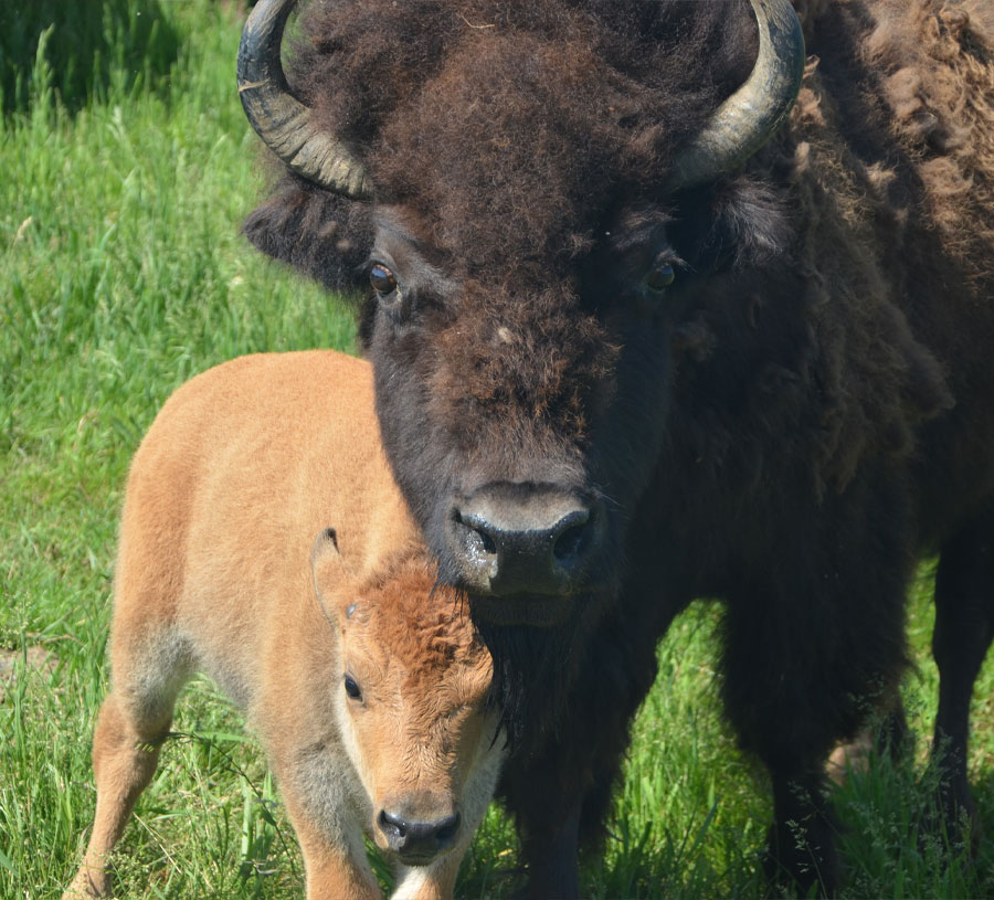 Mother buffalo and her calf image