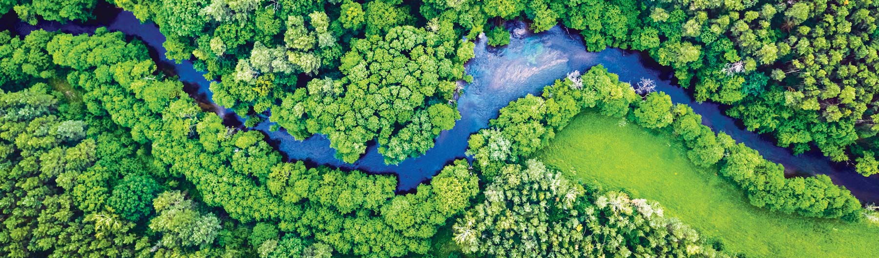 aerial view of trees and a river