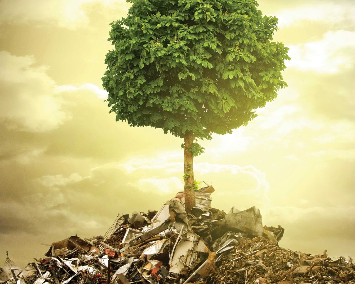 a tree grows from a large pile of rubbish against a bright sunset